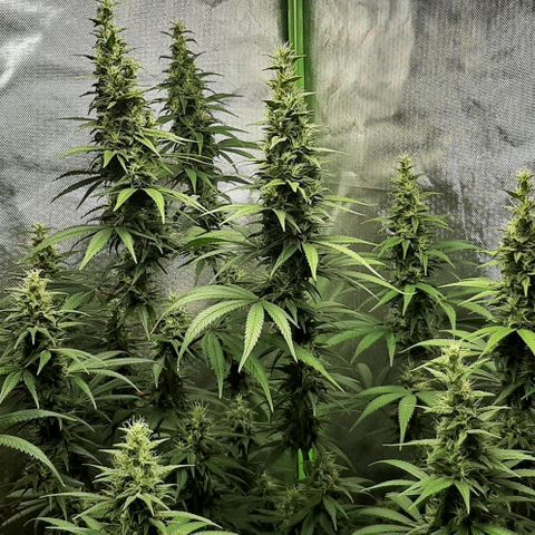 HP-00 growlog timeline photo
