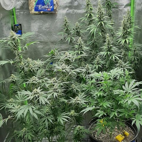 HP-00 growlog timeline photo