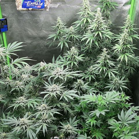 HP-00 growlog timeline photo