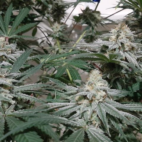 SB1-00 growlog timeline photo