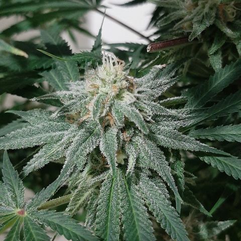 SB1-00 growlog timeline photo
