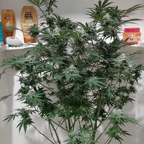 SB1-00 growlog timeline photo