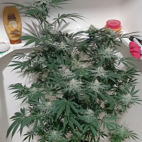 SB1-00 growlog timeline photo