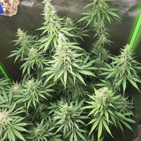 HP-00 growlog timeline photo