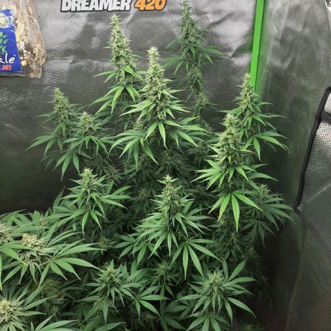 HP-00 growlog timeline photo