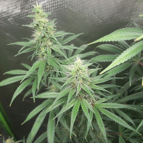 HP-00 growlog timeline photo