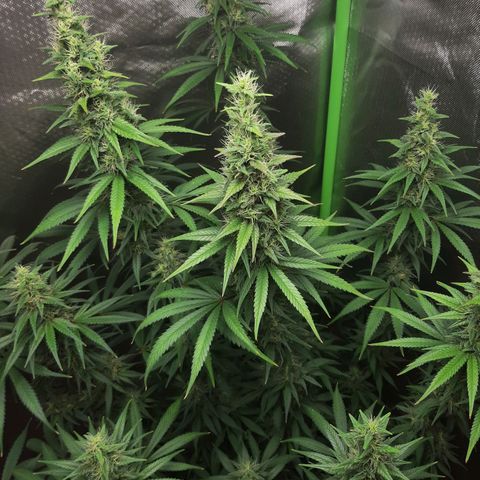 HP-00 growlog timeline photo