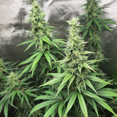 HP-00 growlog timeline photo