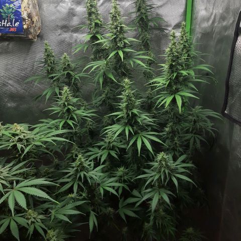 HP-00 growlog timeline photo