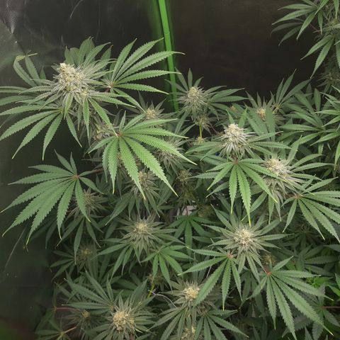 SB1-00 growlog timeline photo