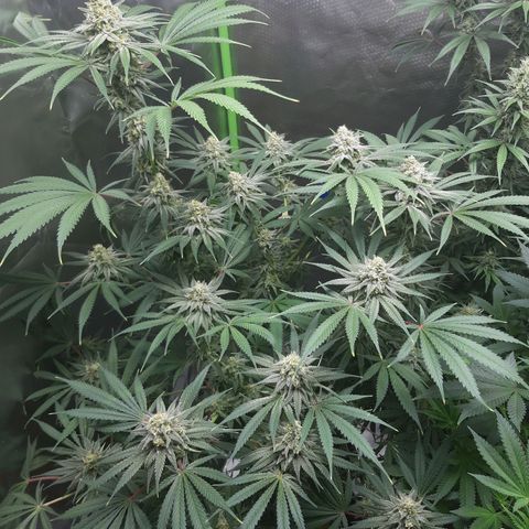 SB1-00 growlog timeline photo