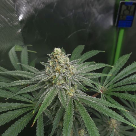 SB1-00 growlog timeline photo