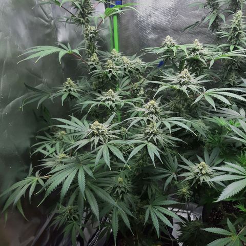 SB1-00 growlog timeline photo