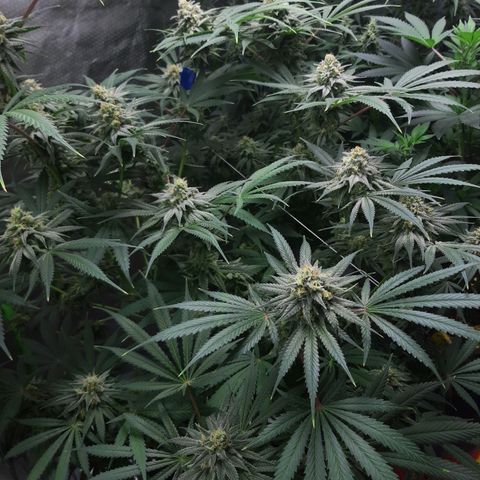 SB1-00 growlog timeline photo