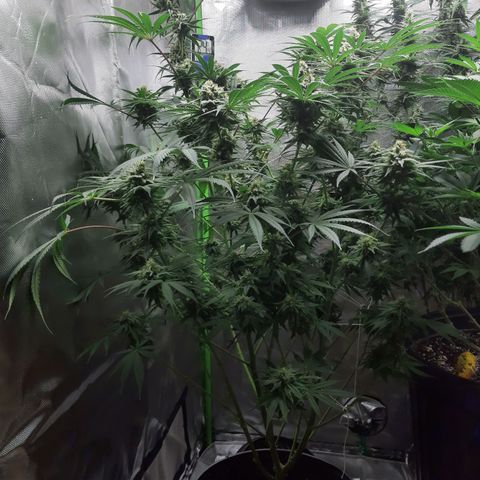 SB1-00 growlog timeline photo