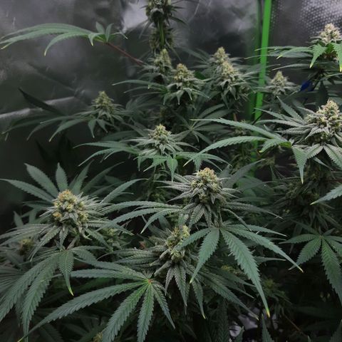 SB1-00 growlog timeline photo