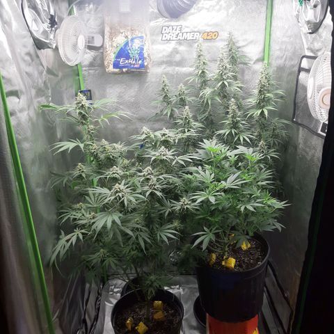 HP-00 growlog timeline photo