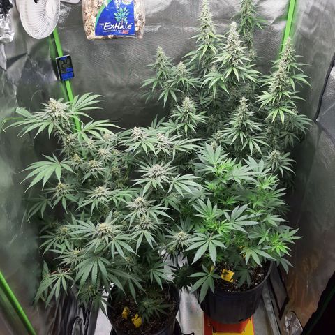 HP-00 growlog timeline photo