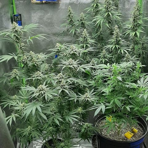 HP-00 growlog timeline photo