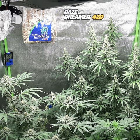 HP-00 growlog timeline photo