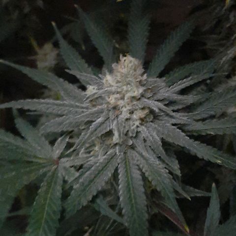 SB1-00 growlog timeline photo
