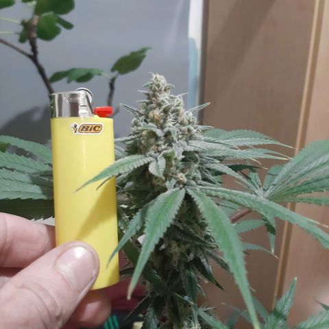 SB1-00 growlog timeline photo