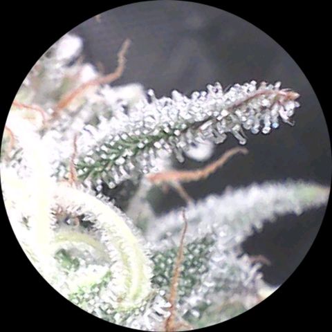 SB1-00 growlog timeline photo