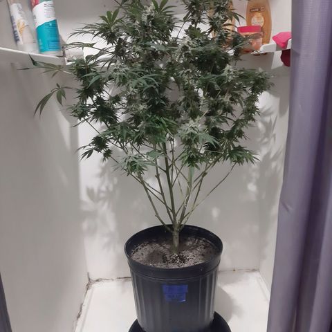 SB1-00 growlog timeline photo