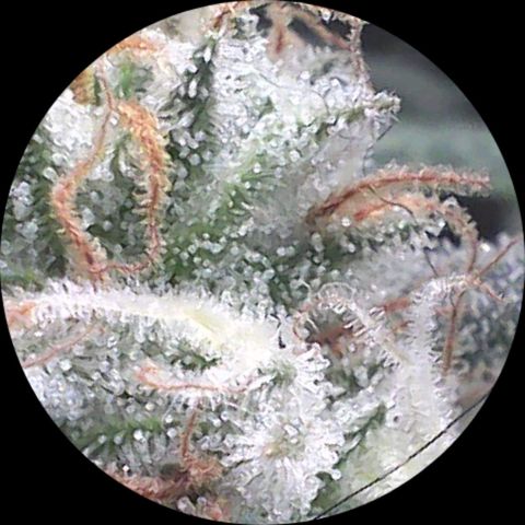 SB1-00 growlog timeline photo