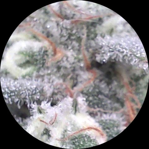 SB1-00 growlog timeline photo