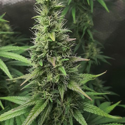 HP-00 growlog timeline photo