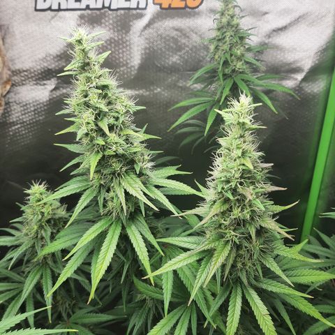 HP-00 growlog timeline photo