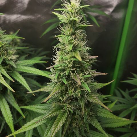 HP-00 growlog timeline photo