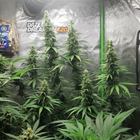 HP-00 growlog timeline photo