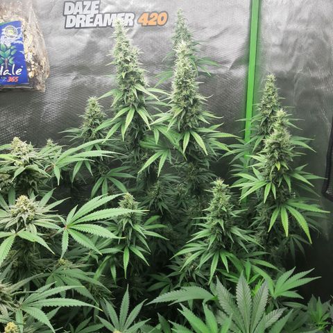 HP-00 growlog timeline photo