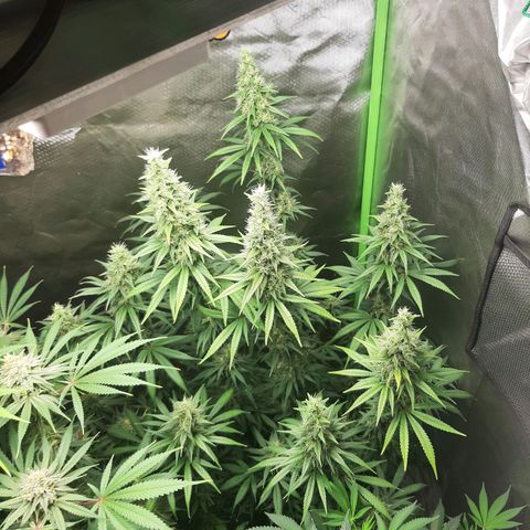 HP-00 growlog timeline photo