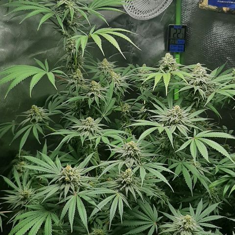 SB1-00 growlog timeline photo