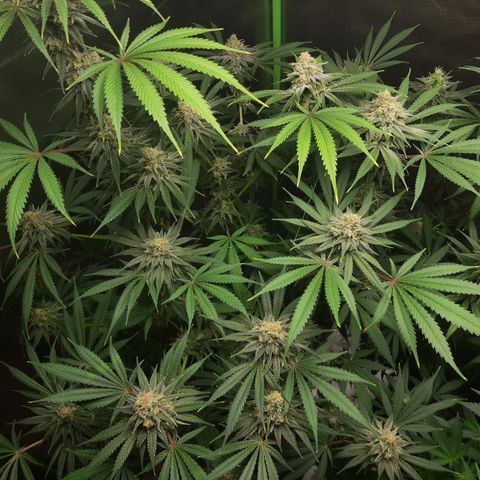 SB1-00 growlog timeline photo