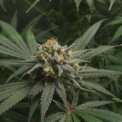 SB1-00 growlog timeline photo
