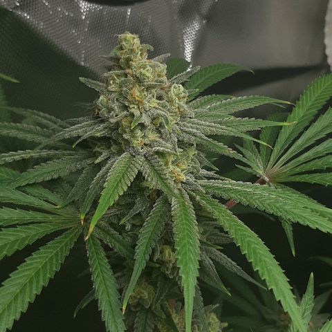 SB1-00 growlog timeline photo