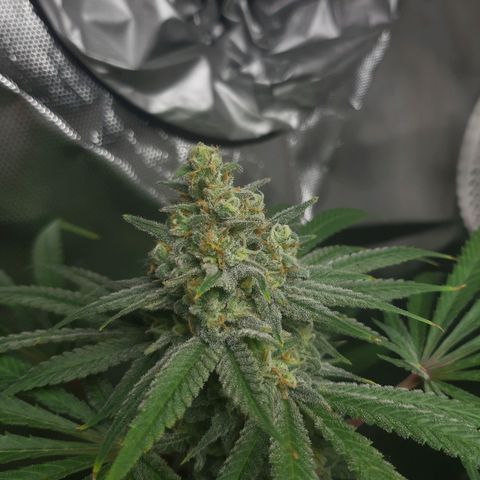 SB1-00 growlog timeline photo