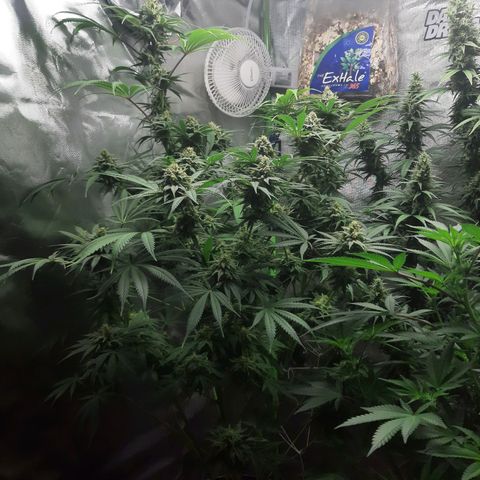 SB1-00 growlog timeline photo