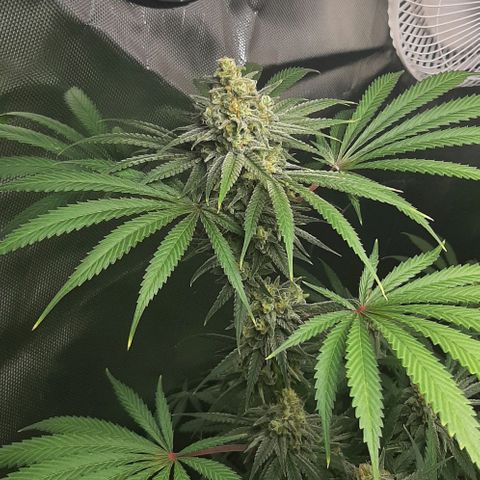 SB1-00 growlog timeline photo