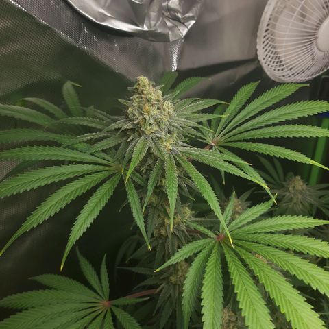 SB1-00 growlog timeline photo