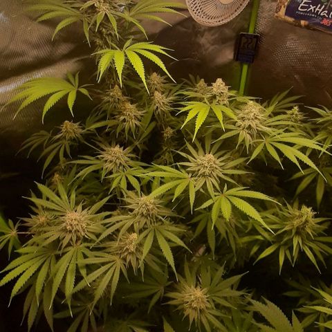 SB1-00 growlog timeline photo