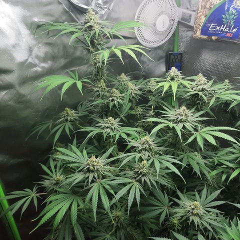 SB1-00 growlog timeline photo