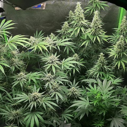 HP-00 growlog timeline photo