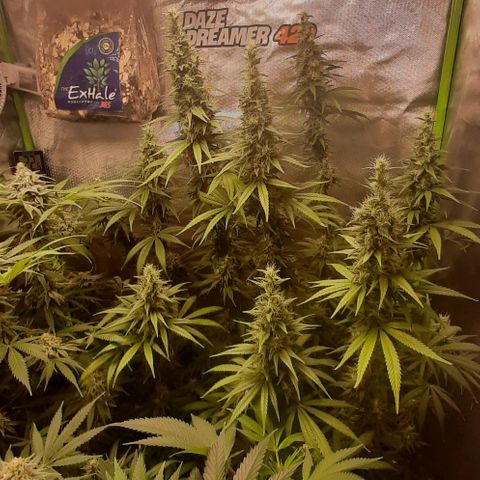 HP-00 growlog timeline photo