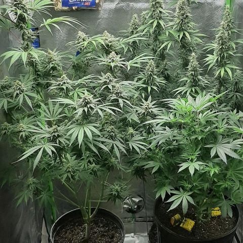 HP-00 growlog timeline photo