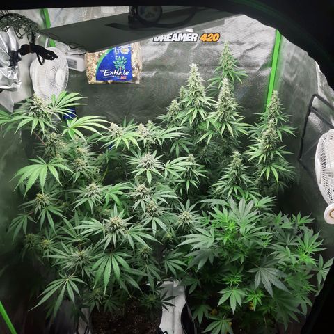 HP-00 growlog timeline photo